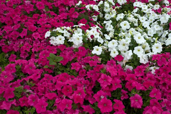 Conseils Experts pour l'Achat d'un Duplex: Votre Guide Ultime